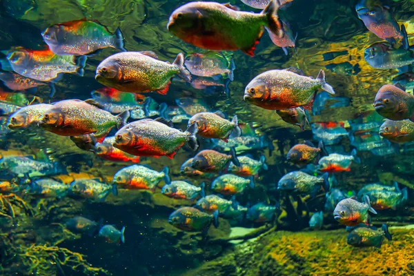 深い透明な水の中にピラニア 捕食魚学校 — ストック写真