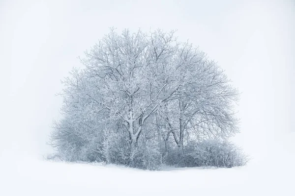 Ένα Δέντρο Στο Χιόνι Μοναχικό Γυμνό Δέντρο Χιονισμένο Χωράφι Χειμερινό — Φωτογραφία Αρχείου