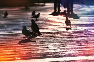 Güneş ışığında sokak zemininde siluetler