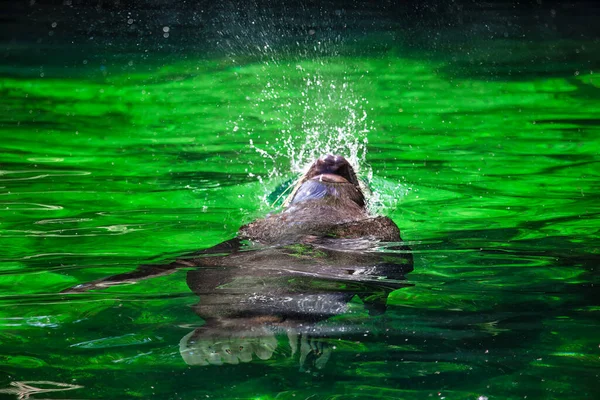 Seal swimming on the back . Animal splashing water