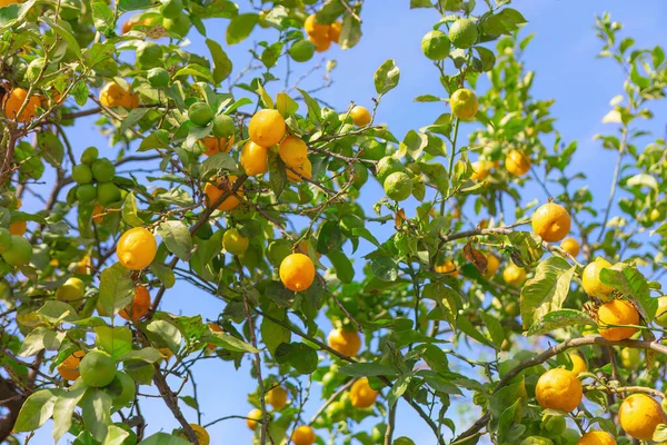 Stock image Lemon tree branches with fruits . Yellow lemons growing on the tree