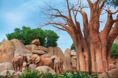 Savanadaki bir grup fil. Afrika vahşi hayvanları