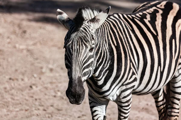 Cute zebra portrait . Striped black in white animal