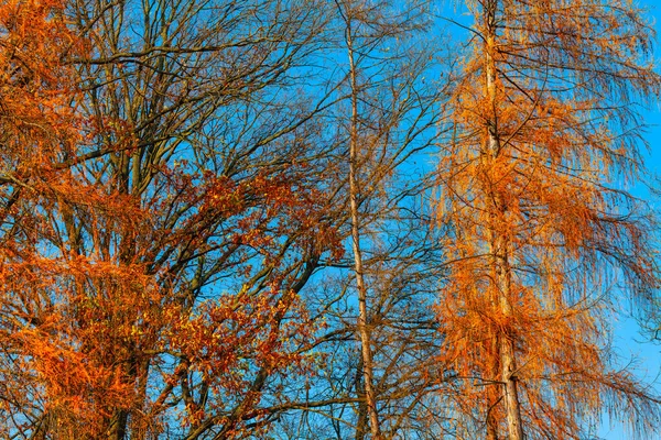 Природа Пізньої Осені Рослинність Осіннє Листя Гілки Дерев — стокове фото