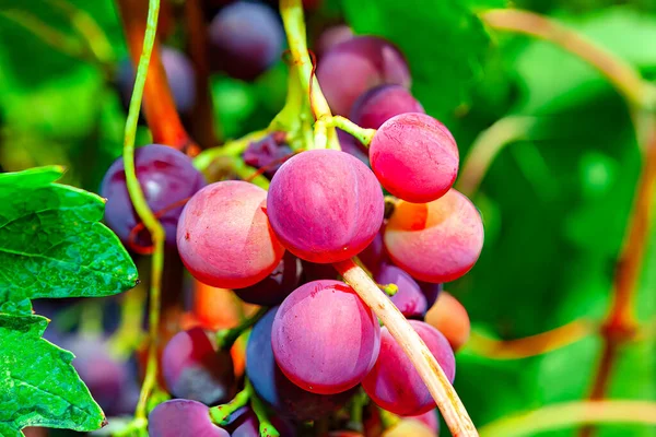 Świeże Różane Winogrona Jedzenia Winnica Słodkimi Winogronami — Zdjęcie stockowe