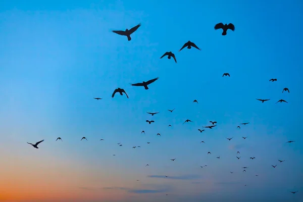 Σμήνη Κορακιών Που Πετούν Στον Ουρανό Πρωί — Φωτογραφία Αρχείου