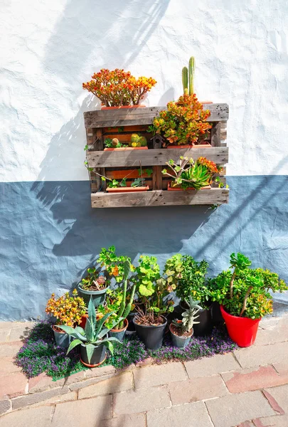 Färgglada Blomkrukor Med Kaktusar Och Saftiga Växter Väggen Blommor Gatan — Stockfoto