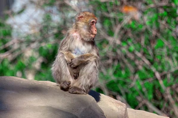 Affe Sitzt Auf Einem Felsen Einziges Makakenweibchen Tier Umgeben Von — Stockfoto