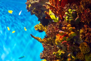 Kızıldeniz 'de balık ve mercanlarla mercan resiflerinin sualtı görüntüsü