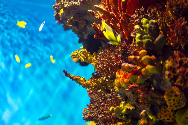 Undervattensutsikt Över Korallrev Med Fisk Och Koraller Röda Havet — Stockfoto