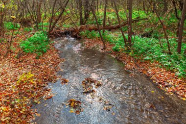 Sonbahar ormanında akarsu. Küçük bir nehri olan sonbahar manzarası