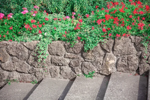 Садовая Каменная Лестница Красный Цветок Герань Винтажном Цвете — стоковое фото