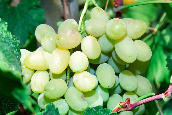 Banda Białych Winogron Winnicy Zbliżenie Zdjęć Uprawa Białych Winogron — Zdjęcie stockowe