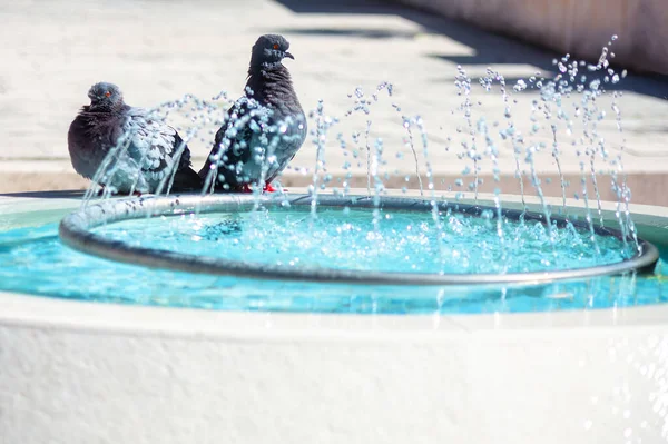Голуби Міському Фонтані Вибірковий Фокус Мала Глибина Різкості Міські Птахи — стокове фото