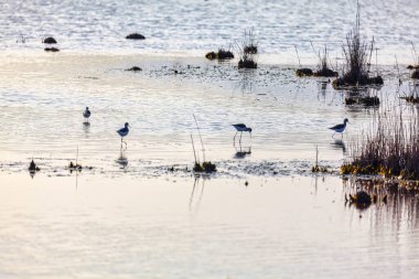 Gölde kuş gözlemciliği. Albufera Ulusal Parkı Alcudia, Mayorka İspanya