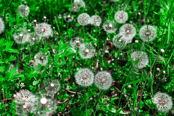 Dmuchawce Zielonej Trawie Środowisko Naturalne Sezon Wiosenny — Zdjęcie stockowe