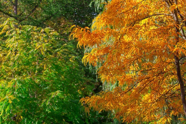Тло Зелених Жовтих Дерев Одинарне Листя Дереві Парку Природний Фон — стокове фото