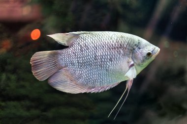 Akvaryumda yüzen bir Cichlid balığına yaklaş.