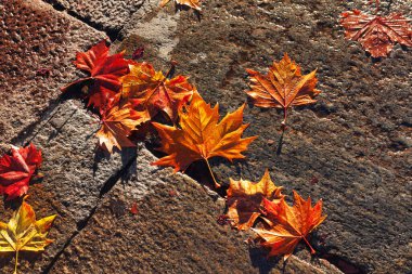 Ekim ayının yaprakları asfaltta. Sonbahar akçaağaç yaprakları taştan bir arka planda