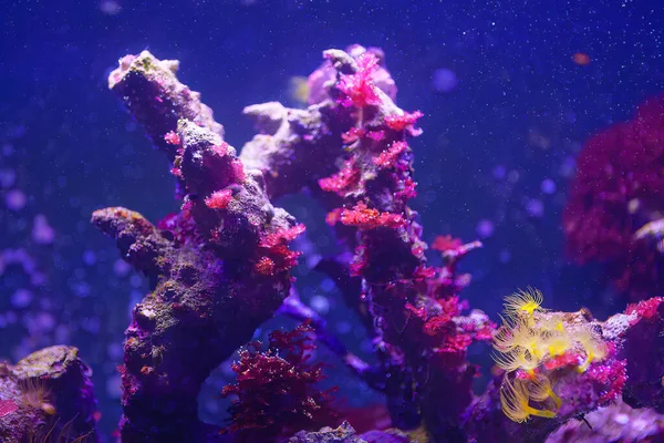 Colorido Arrecife Coral Acuario Mundo Submarino Del Arrecife Coral —  Fotos de Stock