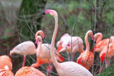 Flamingo doğada. Hayvanat bahçesinde pembe flamingo. Hayvanlar seçici odaklanma