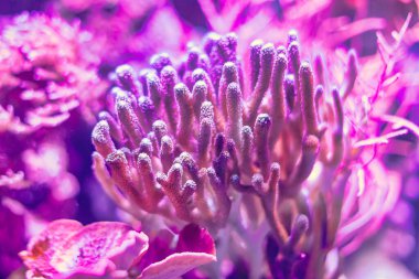 Akvaryumdaki güzel mercan kayalıkları. Su altında harika bir doğa