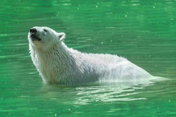 Eisbär Schwimmt Wasser Ursus Maritimus — Stockfoto