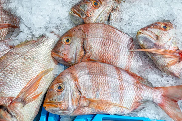 Pescado Fresco Sobre Hielo Mercado Pescado —  Fotos de Stock