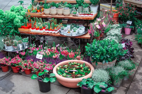 stock image Plants for sale in a flower shop in Vienna , Austria