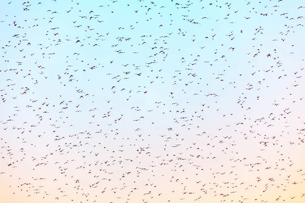 日落时分成群的鸟儿在天空中飞翔作为背景 — 图库照片
