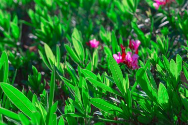 Güneşli bir günde pembe çiçekli yeşil yapraklar. Doğal yeşil arkaplan.