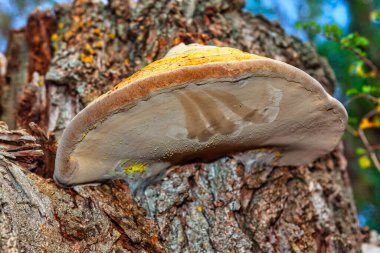 Ganoderma Lucidum mantarı ormanda bir ağaçta yetişiyor.