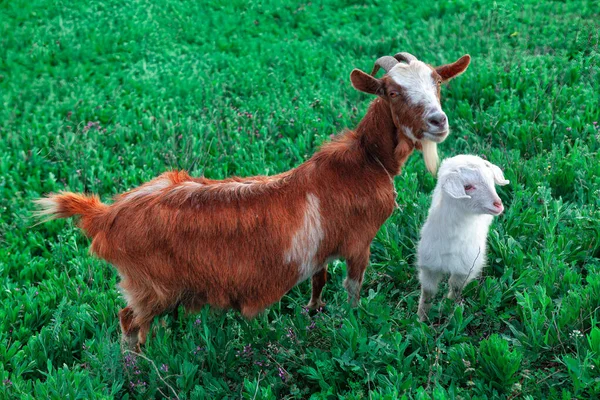 Goat Little Lamb Green Meadow Farm Animals Mother Baby — Stock Photo, Image