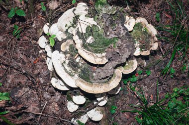 Ormandaki Trametes Versicolor mantarı. Polyporus Versicolor mantarları