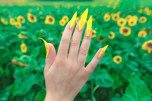 Ženská Ruka Žlutou Manikúrou Slunečnicemi Poli Manikúra Okvětních Lístků — Stock fotografie