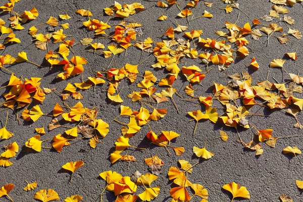 Autumn leaves on the street in the city park