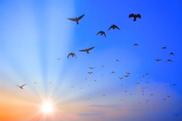 Birds flying in the sunlight . Flock of crows flying on the sky in the morning