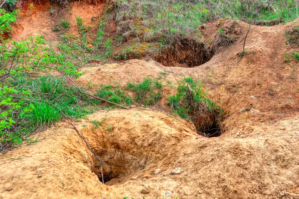 Die Tiere Graben Sich Die Erde Natürliche Löcher Boden — Stockfoto