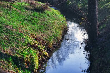 Ormandaki küçük nehir. Ağaçlar ve otlarla dolu bahar manzarası.