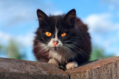 Mavi gökyüzünün arka planında turuncu gözlü siyah beyaz kedi