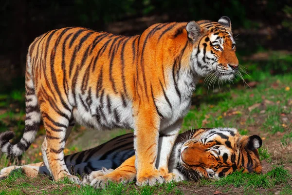 Pair of Siberian Tigers , animals in the wild nature