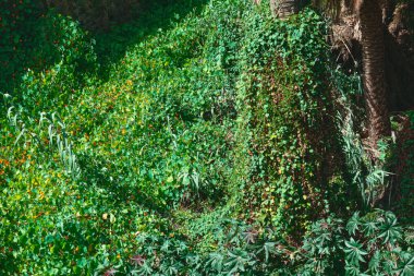 Yeşil bitkiler ve ağaçlarla tropikal yağmur ormanları