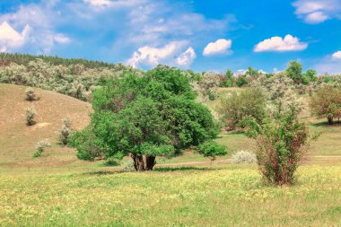 Arka planda Lush Trees ve Rolling Hills ile Idyllic Green Meadow