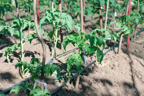 Young tomato plants growing in the garden . Tomato plants adorned with vibrant green leaves,  growing from the enriched soil