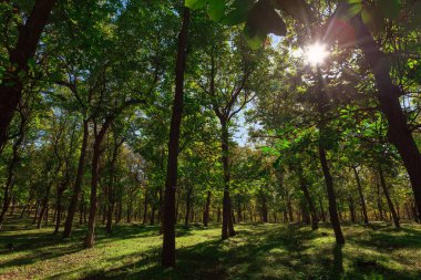 Yoğun yeşil orman, ağaç dallarından süzülen güneş ışığıyla yıkanmış. Parlak yeşil yapraklarla süslenmiş uzun ağaçlar görkemli bir şekilde ayakta dururlar.