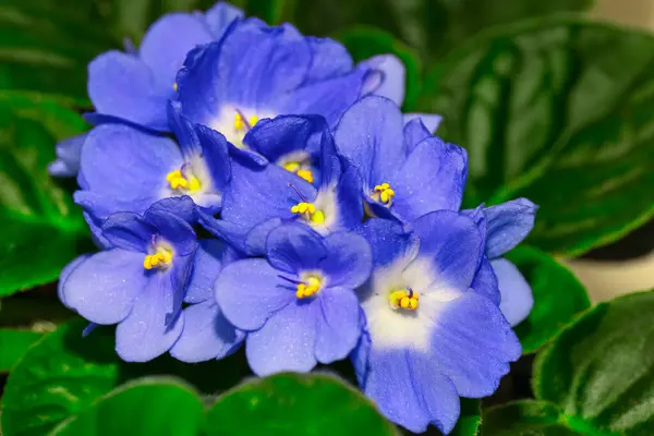 Background of African Violet flowers with a lush and vibrant leaves . Floral background with  African Violets