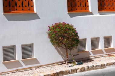Decorative tree growing near white wall of the house in the village