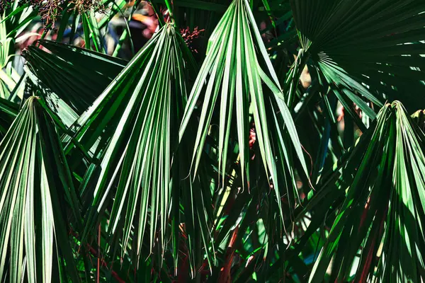 Nature Lush Tropical Foliage Leaves Background . Shadows and sunlight