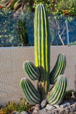 Tropik botanik bahçesinde büyüyen büyük kaktüsler. 