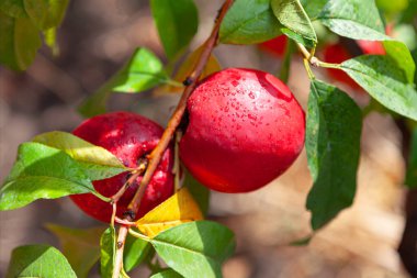 Bahçedeki bir ağaç dalında olgun kırmızı şeftaliler